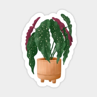 Begonia Maculata 5 Sticker